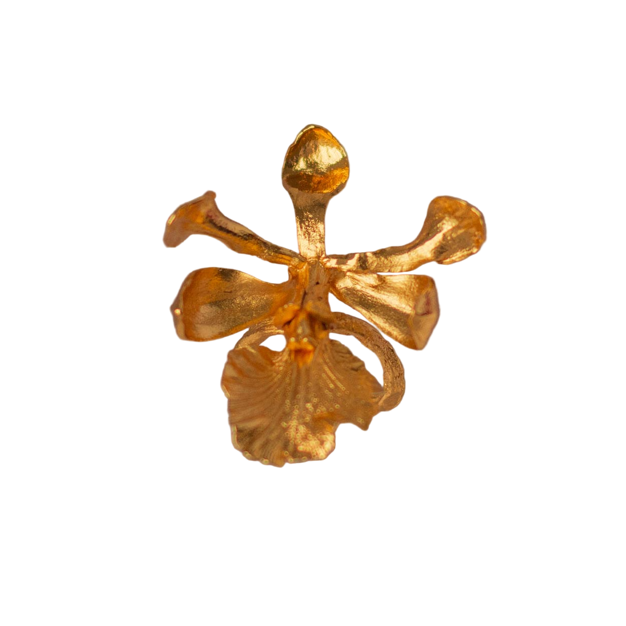 Anillo Orquidea Encyclia Cordigera