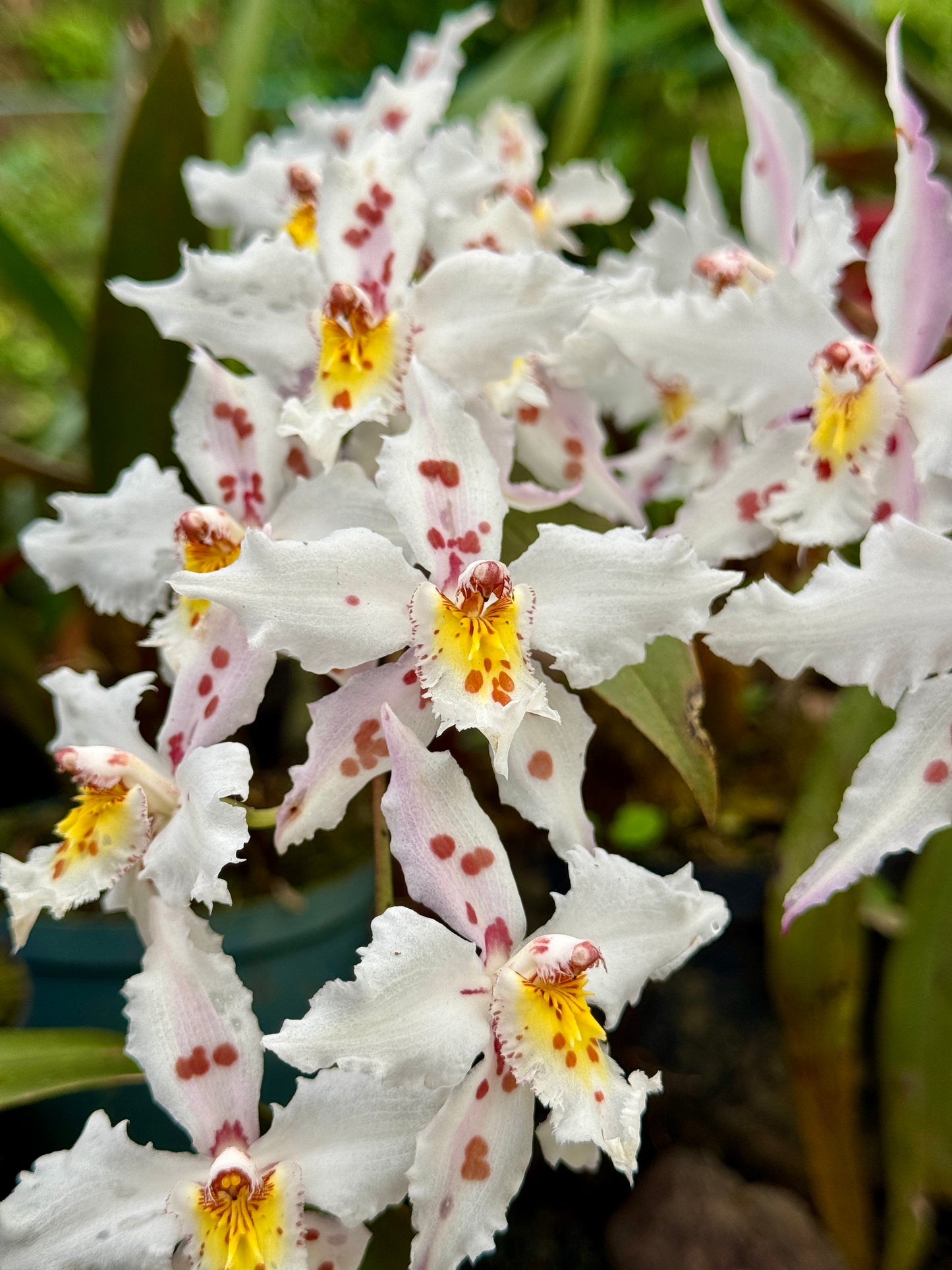 Broche Orquidea Crispum