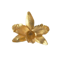 Anillo Orquídea Cattleya, Reina del Bosque