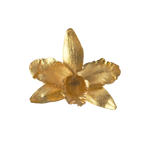 Anillo Orquídea Cattleya, Reina del Bosque