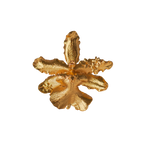 Anillo Orquidea Odontoglossum Flor Sauco