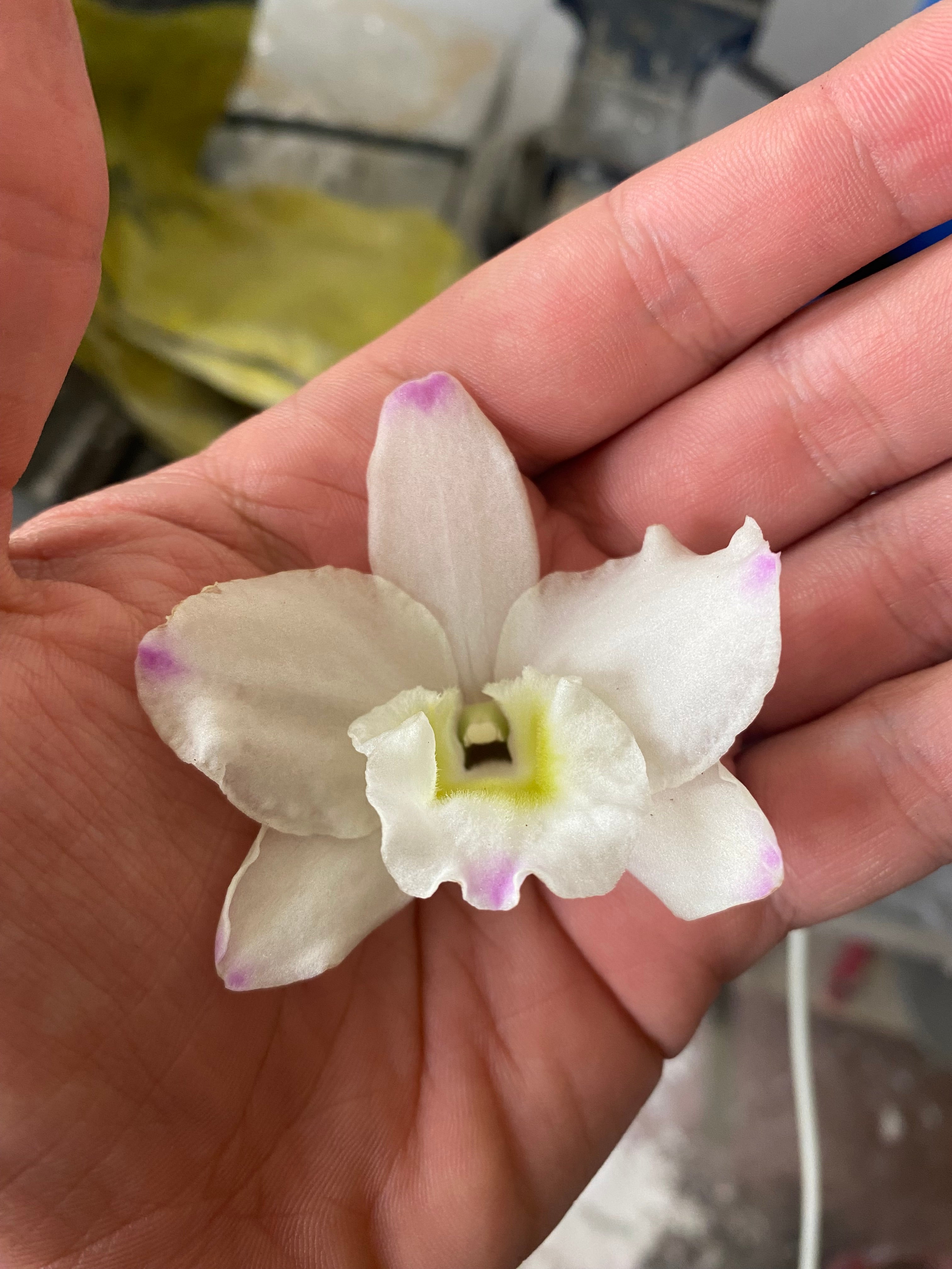 Aretes Topo Orquidea Dendrobium Nobile