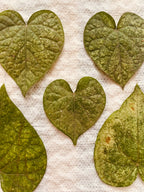 Anillo Hoja Corazon