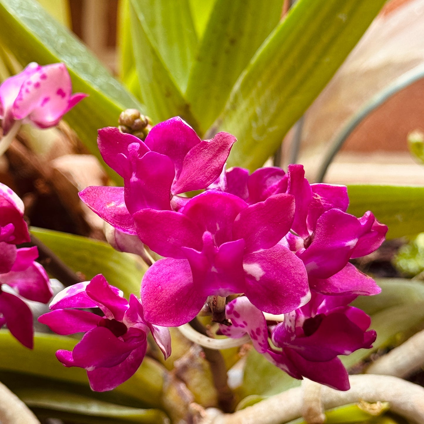 Aretes Topo Orquidea Vanda Baby