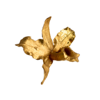 Anillo Orquídea Cattleya, Reina del Bosque
