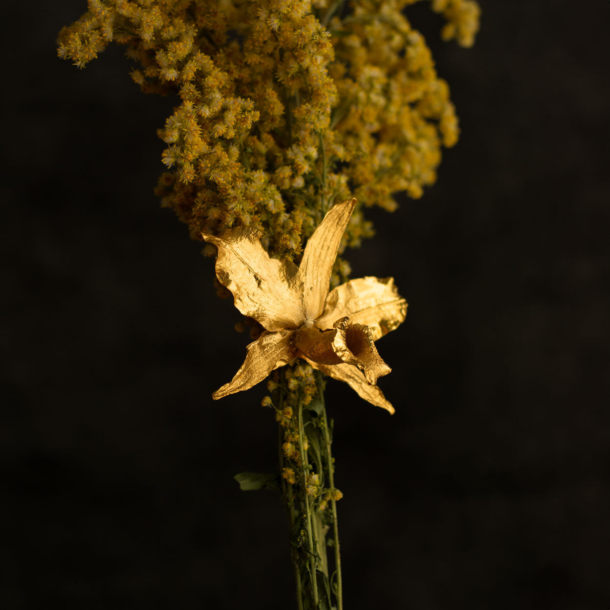 Anillo Orquídea Cattleya en bronce bañado en oro de 24k, mostrando la forma exquisita de una flor natural cultivada en las montañas de Cundinamarca