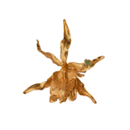 Anillo Orquidea Brassia Esmeralda