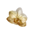 Anillo Orquidea Phalaenopsis Baby Hibrida Plata Eco Degradé Oro 24k