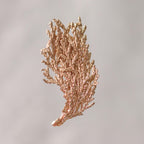 Broche Pin Hoja de Pino