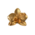 Phalaenopsis Orchid Ring with Elderberry