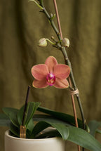 Anillo Orquidea Phalaenopsis Sauco Esmeralda