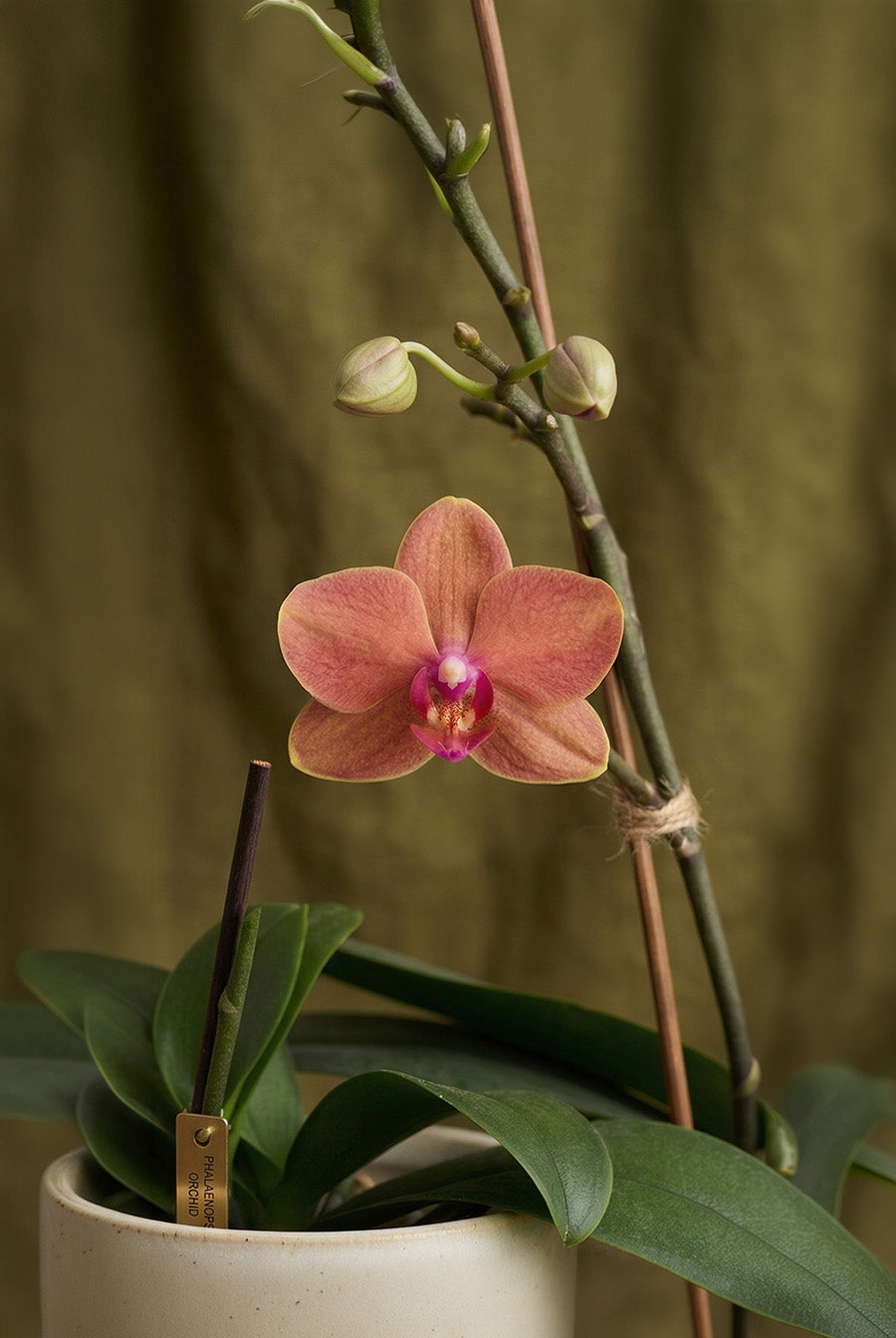 Emerald Elderflower Phalaenopsis Orchid Ring