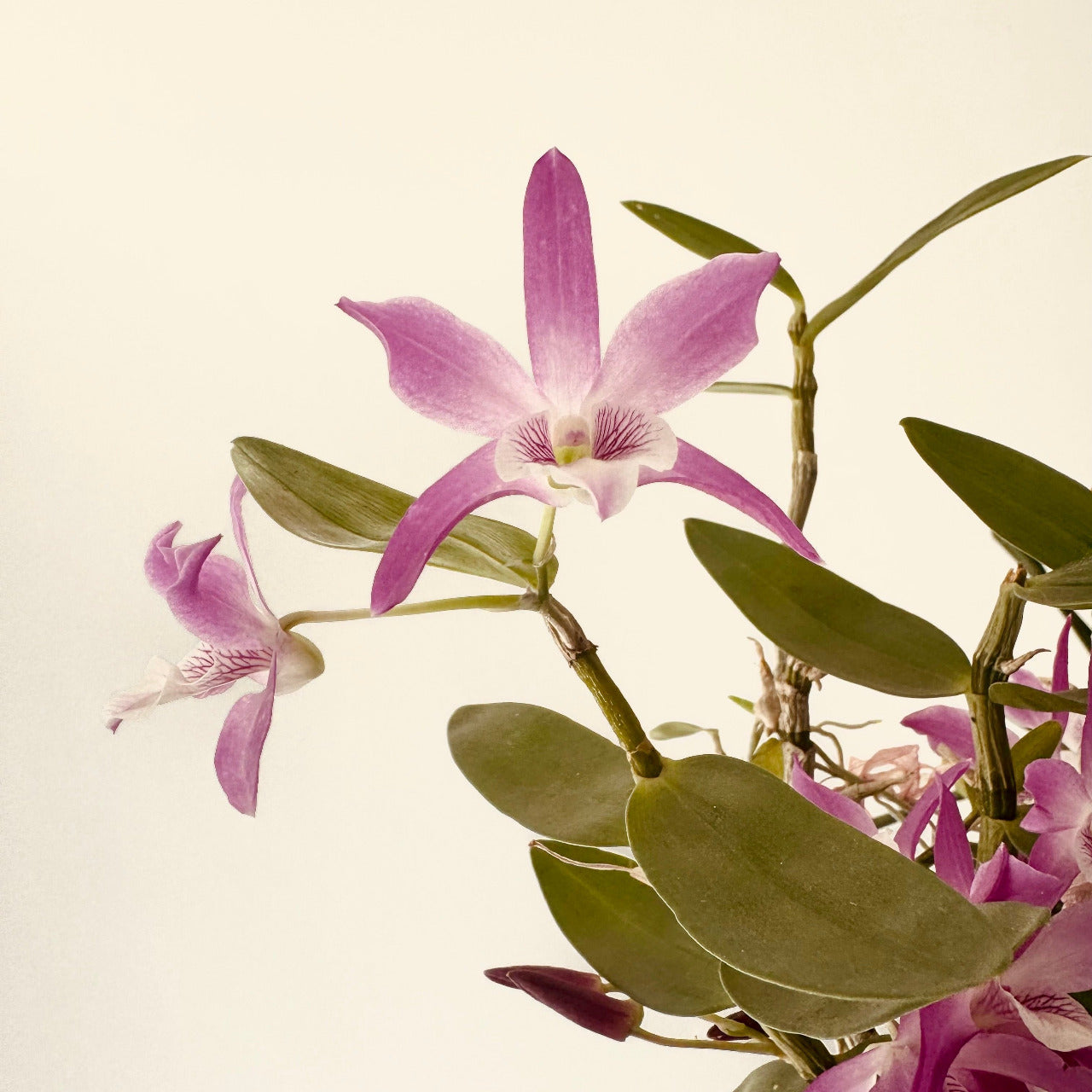 flor de orquidea lluvia de cereza antes de ser inmortalizada en joya liz de la cruz
