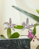 Aretes Orquidea Cattleya Plata Ecológica